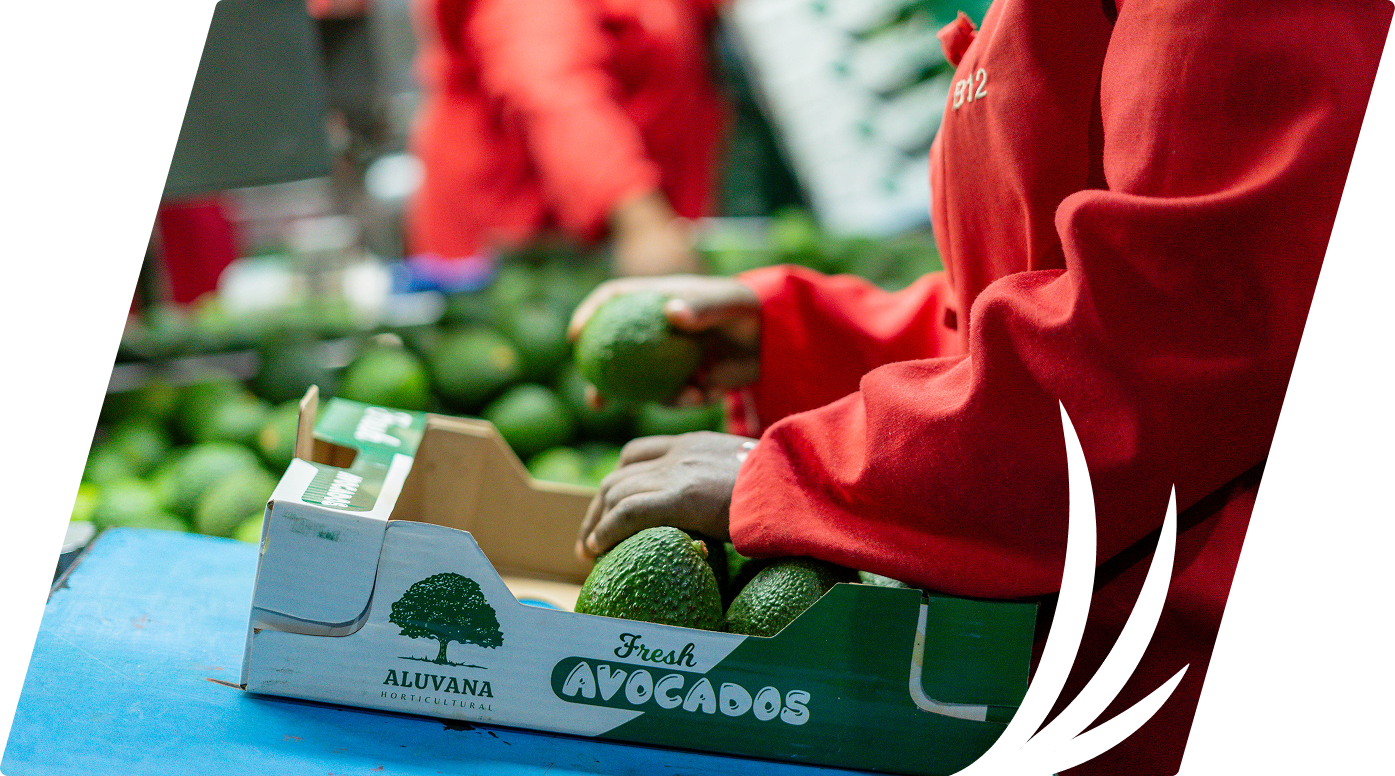 Avocado